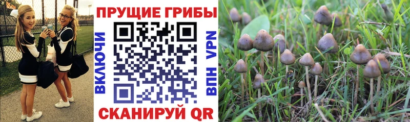 Псилоцибиновые грибы прущие грибы  даркнет телеграм  Балашов 